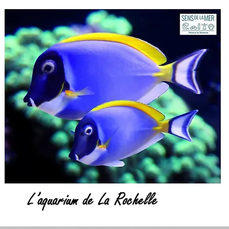 Dom wakacyjny Maison 2 En Bord De Mer-jardin & Animaux Acceptes, 400m De La *