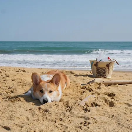 Maison 2 En Bord De Mer-jardin & Animaux Acceptes, 400m De La بيت للعطل فو سور ميه